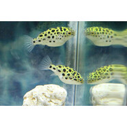 墨煜觀賞綠河豚活體潛水艇魚(yú)氣泡魚(yú)熱帶魚(yú)小型魚(yú)鼓氣狗頭 3-4厘米潛水艇2條