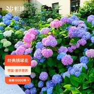 虹越（HONGYUE）大花繡球花盆栽苗 無(wú)盡夏花手鞠萬(wàn)華錦繡球八仙花庭院陽(yáng)臺花卉 【大花繡球·2盆裝】“無(wú)盡夏”1加侖
