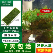 瘋狂水草魚缸水草凈化水質(zhì)套餐蜈蚣草陰性水草浮萍植物活體水培 三角莫斯8*20