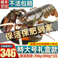 首鮮道【活鮮】波士頓龍蝦鮮活波龍 大龍蝦海鮮鮮活禮盒大蝦年貨禮盒 700-800g/只大龍蝦*1只