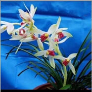 帶花苞蘭花蕙蘭傳統(tǒng)蘭花苗閉月羞花室內(nèi)客廳室外花卉綠植盆栽 閉月羞花6苗帶出土1-2厘米花苞 裸根不帶土