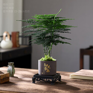 開時果 文竹盆栽桌面擺件盆景 辦公室植物竹子水培綠植盆景源頭直發(fā)包郵 【DY同款】知足常樂盆+苔蘚+底座
