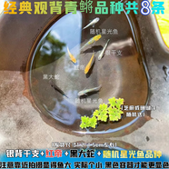 采緹（CAITI）觀背青鳉觀賞魚魔法魚冷水魚小型錦鯉金魚淡水魚不打氧好養(yǎng)活體 小干支2+小紅帝2+小大蛇2+小星光2 送浮萍飼料