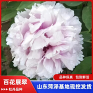 牡丹花苗盆栽正宗菏澤帶花苞牡丹花種大苗纏枝重瓣花卉牡丹花樹苗 3百花展翠【菏澤發(fā) 帶芽 包活 】