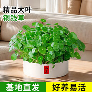 京云夢(mèng)銅錢(qián)草水培盆栽室外室內金錢(qián)草綠植吸綠植花草植物小喜盆源頭直發(fā)