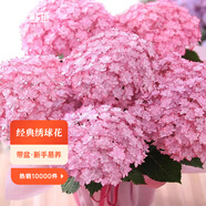 虹越（HONGYUE）大花繡球花盆栽苗 無(wú)盡夏花手鞠萬(wàn)華錦繡球八仙花庭院陽(yáng)臺花卉 【大花繡球】“露娜”1加侖