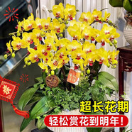 LDVEP蝴蝶蘭花苗帶花劍帶花苞盆栽蘭花大苗客廳四季好養(yǎng)活吸色陽臺花卉 蝴蝶蘭帶花苞【顏色隨機】 需要指定聯(lián)系客服 帶盆栽好