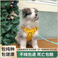 純種邊牧幼犬隕石邊境牧羊犬三通七白邊牧黑白高智商寵物幼崽狗狗 血統級 隕石邊牧 公