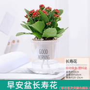 綠有意綠植盆栽多肉花卉盆栽植物室內(nèi)桌面水培綠植辦公室客廳植物懶人 長壽花（四季開花，顏色隨機(jī)） 帶盆帶土發(fā)貨