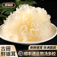 譽(yù)福園福建古田新鮮銀耳嫩白木耳新鮮菌菇雪耳木耳熬湯出膠滋養(yǎng)時(shí)蔬順豐 3朵裝