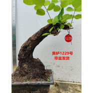 黃櫨盆景自然老樁古怪樁熟樁北京香山紅葉樹樁冬季耐寒實物 黃櫨1229號帶盆發(fā)貨 不含盆