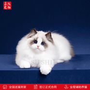 涴喵 蘇氏布偶貓幼貓寵物貓咪活體布偶長毛仙女貓家養(yǎng)小貓 寵物級 【藍雙色布偶】