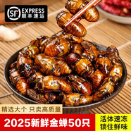頤鄉情【順豐速發(fā)】真山東大個(gè)金蟬新鮮速凍金蟬白蟬知了猴爬叉候知了龜 50只凈重250g【精品大個(gè)金蟬】