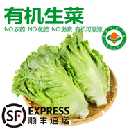 【有機(jī)】意大利生菜 現(xiàn)摘葉菜 西餐沙拉生熟兩吃百搭新鮮蔬菜整箱 【精選有機(jī)生菜】4.2斤裝/箱