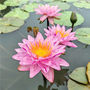 睡蓮和魚共養(yǎng)北極星跨亞屬池塘水培植物四季水養(yǎng)蓮花盆栽花卉根莖 北極星(帶芽發(fā)貨) 現(xiàn)貨