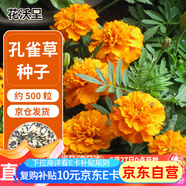 花沃里孔雀草種子約500粒 花卉種子四季花種子家庭盆栽土陽(yáng)臺庭院花壇種