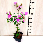 岸牡丹杜鵑花日本皋月名貴品種室內(nèi)盆栽花卉綠植耐寒耐熱好養(yǎng)精選 岸牡丹稀少原生高桿整盆高約70公分 不含盆