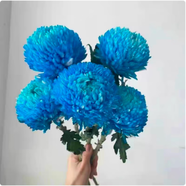 BEYZK大菊花苗9.8元10棵四季開食用菊花苗盆栽室內(nèi)外陽臺庭院觀花植物 7號 (新品大花)雨墨藍7棵 不含盆
