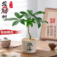 開時果 發(fā)財樹小盆栽中式禪意盆景 四季好養(yǎng)富貴竹懶人綠植茶桌禪意擺件 原生發(fā)財樹+歡喜陶瓷盆（送鋪面石+肥料）