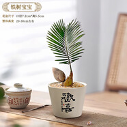 開時果 發(fā)財樹小盆栽中式禪意盆景 四季好養(yǎng)富貴竹懶人綠植茶桌禪意擺件 鐵樹寶寶+歡喜陶瓷盆（送鋪面石+肥料）