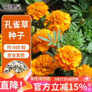 花沃里孔雀草種子約500粒 花卉種子四季花種子家庭盆栽土陽臺(tái)庭院花壇種