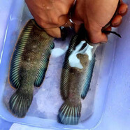 雷龍彩虹雷龍多曼七彩雷龍魚眼鏡火箭阿薩姆奶茶野生幻彩網(wǎng)紅 彩虹雷龍13-15厘米1條