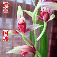 帶花苞正宗銘品大國魂蘭花濃香型客廳室內(nèi)四季蘭綠植盆栽 5苗 帶出土1-2厘米花苞 國魂 裸根不帶土