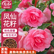 壽禾 鳳仙花種子種苗指甲花花卉種籽 濰豐重瓣粉色鳳仙花種子140粒