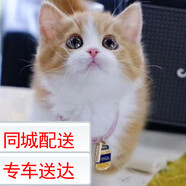 舒騰中華田園小貓咪活體田園貓寵物家養貓咪橘貓幼貓活體土貓貍花貓咪 田園級 橘白 公（幼貓兩個(gè)月左右）