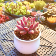多肉組合盆栽陽(yáng)臺盆栽喜陽(yáng)植物新手福利按圖發(fā)貨品種花卉好養 紅蜻蜓【4-5厘米】白陶瓷盆栽好