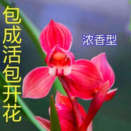 7-12月冬季帶花苞蘭花【紅月荷】蘭園濃香型耐寒花卉綠植盆栽 紅月荷 6苗【7-12月帶花苞】送花肥