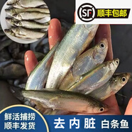 小白條刁子魚翹嘴新鮮活殺速凍餐條小白條淡水魚去腸家用商用批發(fā) 1斤中小號(hào)混裝（每斤20-40條）