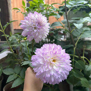 大麗花種球四季花卉盆栽室內(nèi)外地栽大麗菊地瓜花重瓣球根花卉植物 D3米蘭達(dá)+肥 (任選3件送1件) 12+