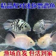 迷你鸚鵡魚(yú)繁殖組配對成功白金寶藍成魚(yú)熱帶種公母精品小型鸚鵡魚(yú) 寶藍白金混發(fā)3-3.5厘米5條
