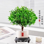 開時果 小葉赤楠盆景擺件 辦公室桌面綠植花卉好養(yǎng)盆栽植物源頭直發(fā)包郵 【抖音&爆款】小喜陶瓷盆+鋪面石+底座