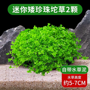 勝畫(huà)爬地矮珍珠水草植物魚(yú)缸專(zhuān)用造景草坪趴地日本珍珠草制氧陰性水草 【自帶營(yíng)養泥】矮珍珠坨草2顆（約5-7CM）