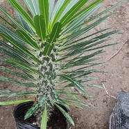 語森憶非洲霸王樹盆栽造景植物超大型綠植園林植物室內(nèi)花卉綠植棒槌樹花 霸王樹高10-15cm 裸根不帶土