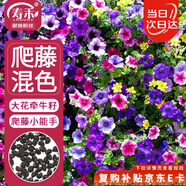 壽禾 爬藤牽?；ǚN子苗混色喇叭大花花籽 濰豐爬藤牽牛種子混色800粒