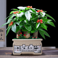 幼薇發(fā)財(cái)樹盆栽樹樁招財(cái)室內(nèi)大型綠植開業(yè)送禮前臺(tái)大號(hào)金錢樹四季常青 三棵發(fā)財(cái)樹+卡其海納百川瓷盆 帶盆栽好