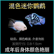 迷你鸚鵡魚(yú)繁殖組配對成功白金寶藍成魚(yú)熱帶種公母精品小型鸚鵡魚(yú) 寶藍白金混發(fā)2-3厘米5條