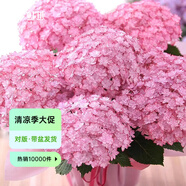 虹越（HONGYUE）大花繡球花盆栽苗 無(wú)盡夏花手鞠萬(wàn)華錦繡球八仙花庭院陽(yáng)臺(tái)花卉 【大花繡球】“露娜”1加侖