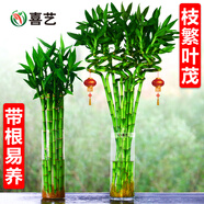 喜藝帶根轉運竹水竹富貴竹植物水養開(kāi)運竹子盆栽客廳室內招財水培綠植 轉運竹彎竹 50厘米 10支 不含瓶