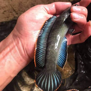 雷龍彩虹雷龍多曼七彩雷龍魚眼鏡火箭阿薩姆奶茶野生幻彩網(wǎng)紅 彩虹雷龍11-13厘米1條