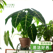 海蒂的花園旗艦店室內(nèi)盆栽植物龜背竹秋海棠辦公室客廳桌面觀葉綠植盆栽 海芋綠天鵝14cm盆（不含陶盆） 含盆