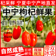 杞采鮮中寧鮮枸杞大果頭茬 正宗寧夏頭茬新鮮紅枸杞大顆粒水果榨汁禮盒 中寧鮮枸杞250g（125g*2盒）普通包裝