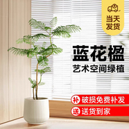 嘆為觀(guān)止 大型盆栽 單桿辮子發(fā)財樹(shù)天堂鳥(niǎo)綠蘿散尾葵辦公室內開(kāi)業(yè)喬遷禮品 藍花楹1.4-1.6米【聚寶盆】 不含盆
