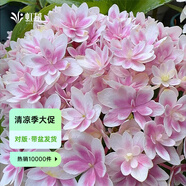 虹越（HONGYUE）大花繡球花盆栽苗 無盡夏花手鞠萬華錦繡球八仙花庭院陽臺花卉 【大花繡球】“響聲”1加侖