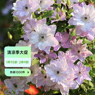 虹越（HONGYUE）爬藤鐵線蓮C2.5盆栽苗 花園陽臺(tái)花墻花柱裝飾藤本花卉 【F系列·HN】倒影 C2.5