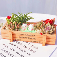 花藝萌多肉植物組合盆栽含盆含土創(chuàng)意diy拼盤花盆肉肉植物室內(nèi)綠植花卉 招財進寶 含盆