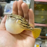 斑馬狗頭魚河豚淡水魚兇猛熱帶魚觀賞魚魚苗活體野生魚活體魚包損 1-2厘米斑馬狗頭1條(包牙口)
